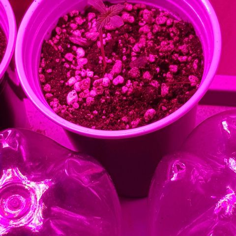 trinity seeds (greenhouse) growlog timeline photo