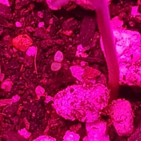 trinity seeds (greenhouse) growlog timeline photo