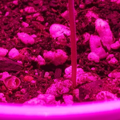 trinity seeds (greenhouse) growlog timeline photo