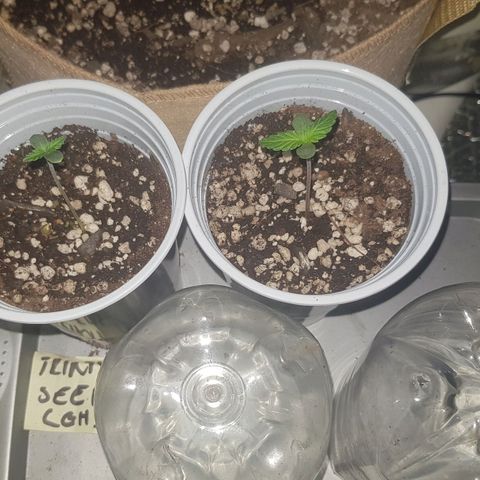 trinity seeds (greenhouse) growlog timeline photo