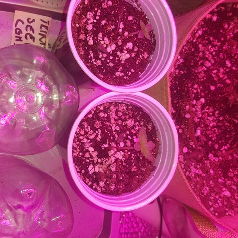 trinity seeds (greenhouse) growlog timeline photo