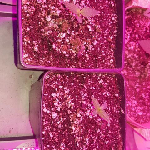 trinity seeds (greenhouse) growlog timeline photo
