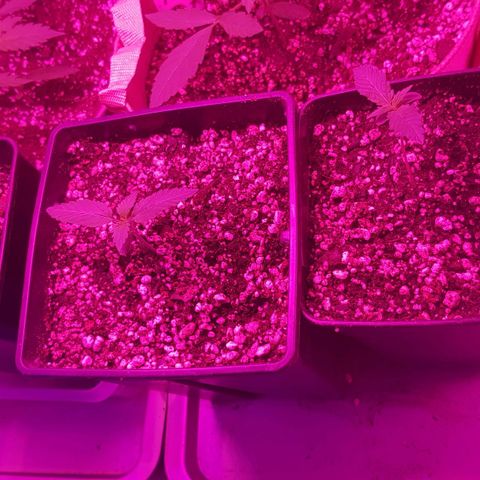 trinity seeds (greenhouse) growlog timeline photo