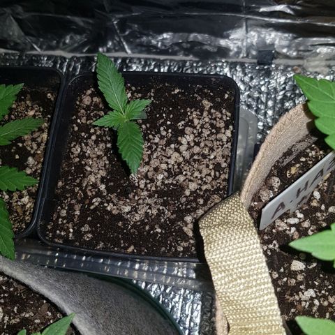 trinity seeds (greenhouse) growlog timeline photo
