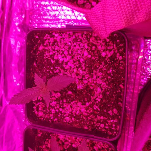 trinity seeds (greenhouse) growlog timeline photo