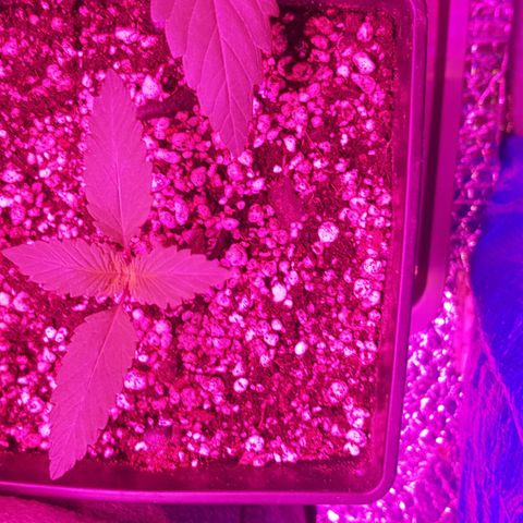 trinity seeds (greenhouse) growlog timeline photo