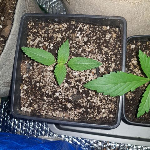 trinity seeds (greenhouse) growlog timeline photo