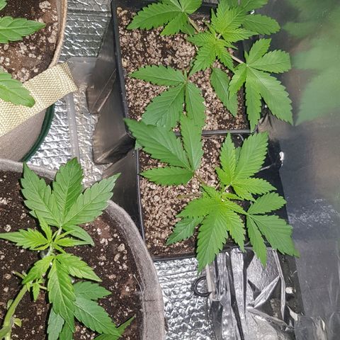 trinity seeds (greenhouse) growlog timeline photo