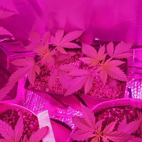 trinity seeds (greenhouse) growlog timeline photo