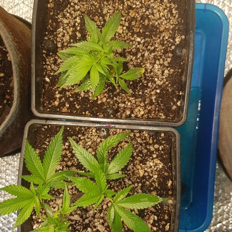 GMO Cookies growlog timeline photo