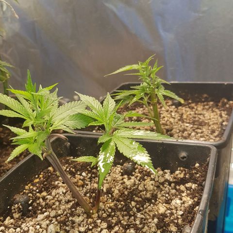 GMO Cookies growlog timeline photo