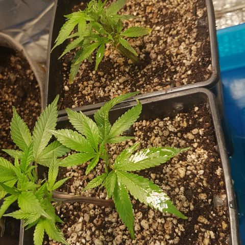 GMO Cookies growlog timeline photo