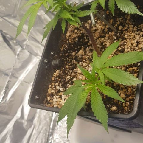GMO Cookies growlog timeline photo