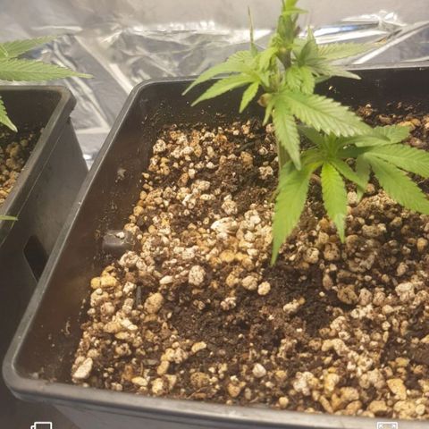 GMO Cookies growlog timeline photo