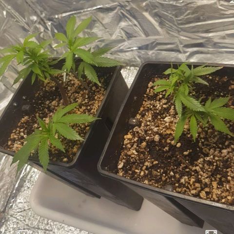 GMO Cookies growlog timeline photo