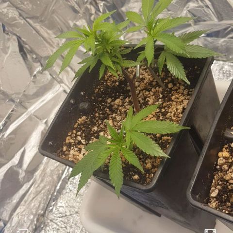 GMO Cookies growlog timeline photo