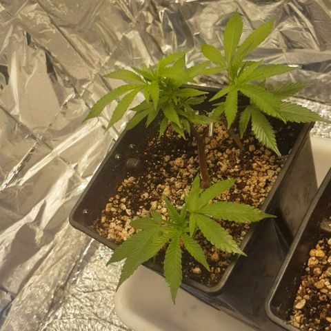 GMO Cookies growlog timeline photo