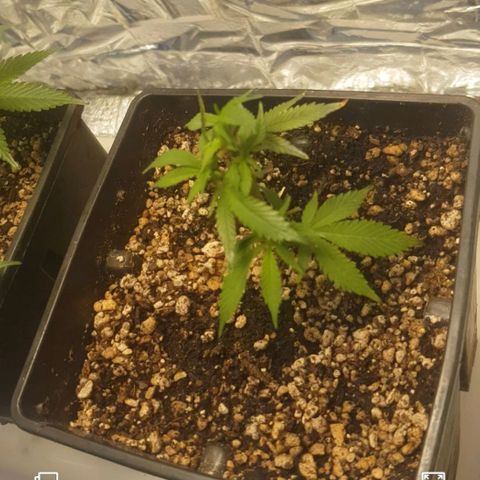 GMO Cookies growlog timeline photo