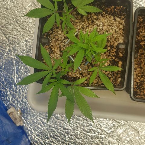 GMO Cookies growlog timeline photo