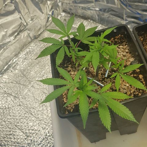 GMO Cookies growlog timeline photo