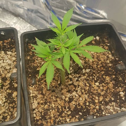 GMO Cookies growlog timeline photo