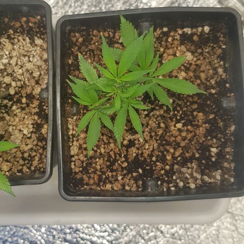 GMO Cookies growlog timeline photo