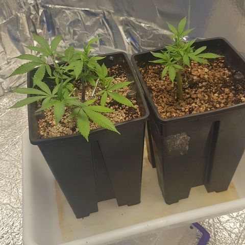 GMO Cookies growlog timeline photo