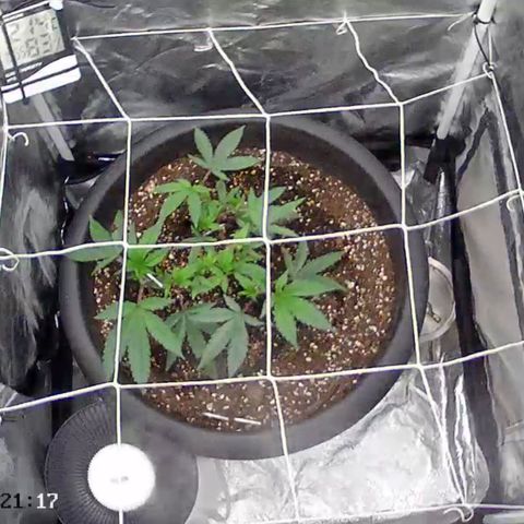 GMO Cookies growlog timeline photo