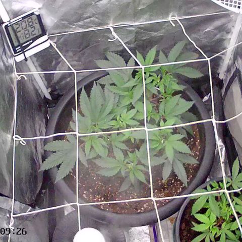 GMO Cookies growlog timeline photo