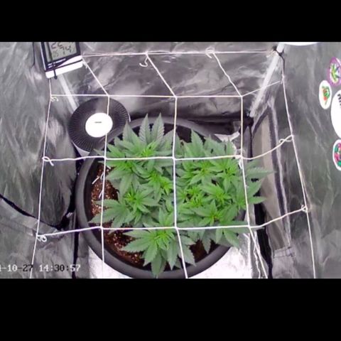 GMO Cookies growlog timeline photo