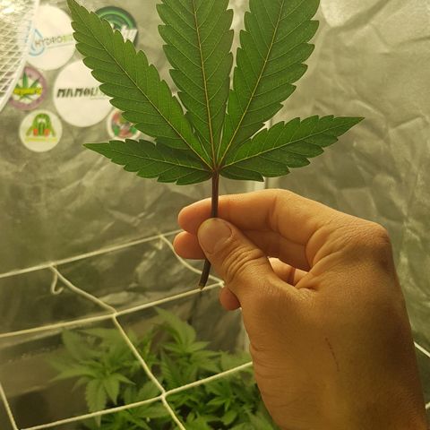 GMO Cookies growlog timeline photo