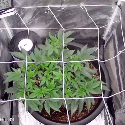GMO Cookies growlog timeline photo