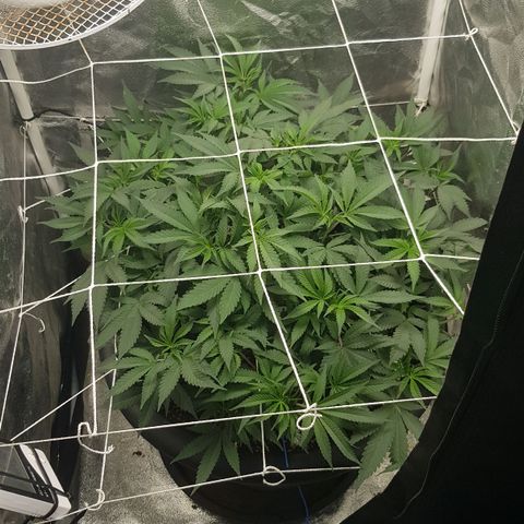 GMO Cookies growlog timeline photo