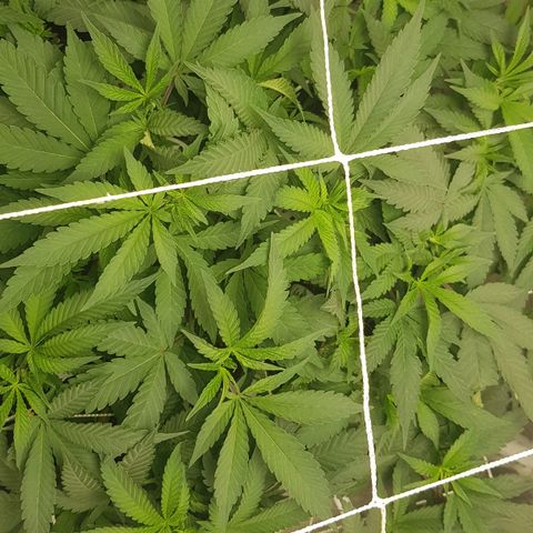 GMO Cookies growlog timeline photo