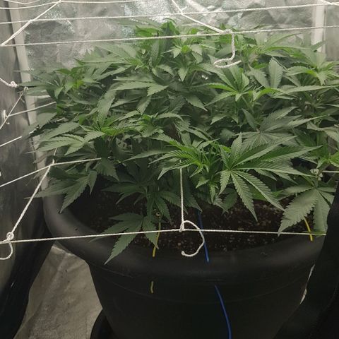 GMO Cookies growlog timeline photo