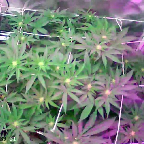 GMO Cookies growlog timeline photo