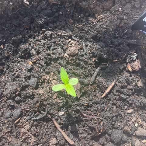 Blueberry Automatic growlog timeline photo