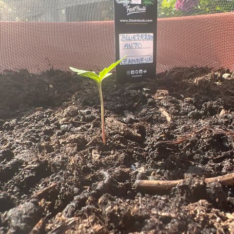 Blueberry Automatic growlog timeline photo