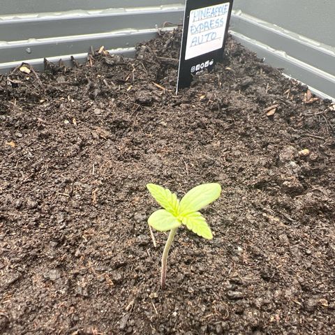Pineapple Express growlog timeline photo