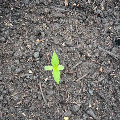 Blueberry Automatic growlog timeline photo