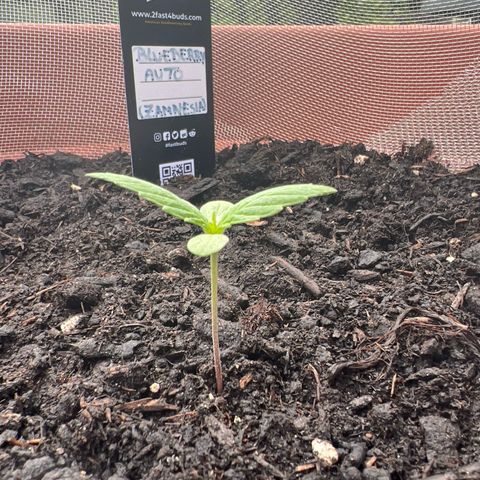 Blueberry Automatic growlog timeline photo