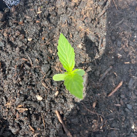 Blueberry Automatic growlog timeline photo