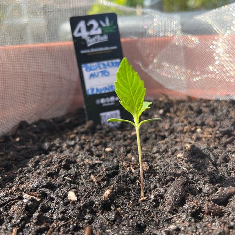 Blueberry Automatic growlog timeline photo