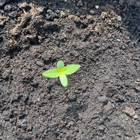 Pineapple Express growlog timeline photo