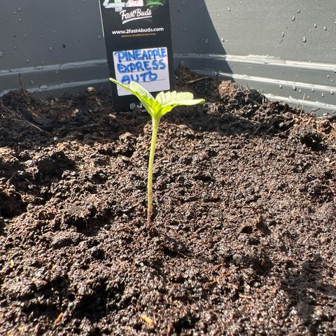 Pineapple Express growlog timeline photo