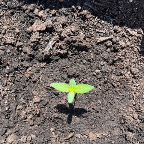 Pineapple Express growlog timeline photo