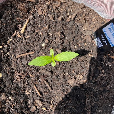 Blueberry Automatic growlog timeline photo