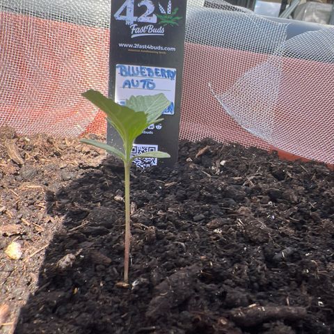 Blueberry Automatic growlog timeline photo