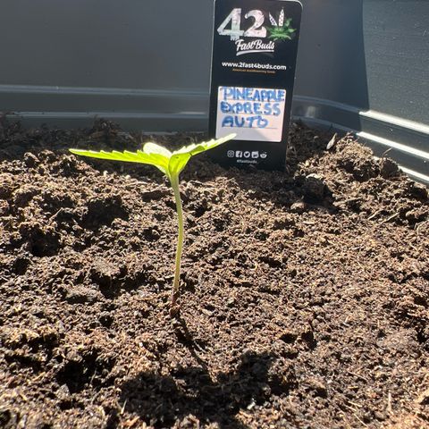 Pineapple Express growlog timeline photo