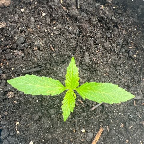 Blueberry Automatic growlog timeline photo